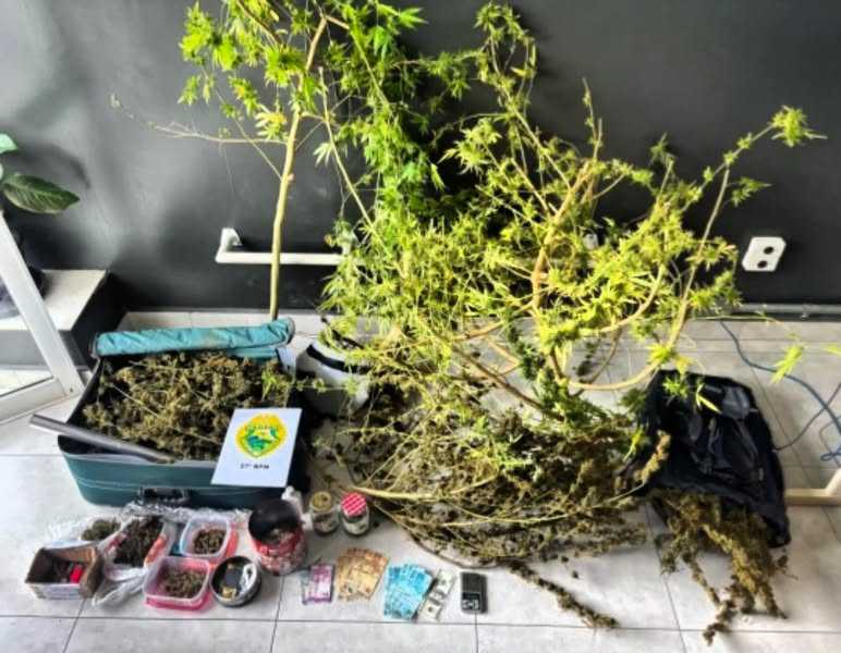 PM LOCALIZA PLANTAÇÃO DE MACONHA E DÓLARES "IN RED RIVER COLONY" (Na Colônia Rio Vermelho)