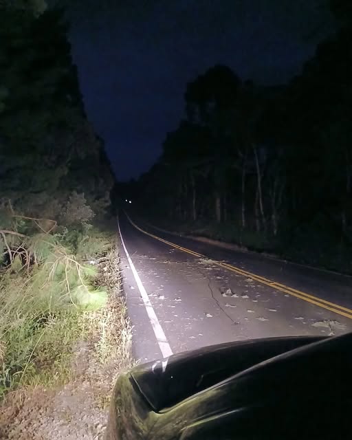 QUEDA DE ÁRVORE SOB A PR-447 DEIXA MOTOCICLISTA GRAVEMENTE FERIDO