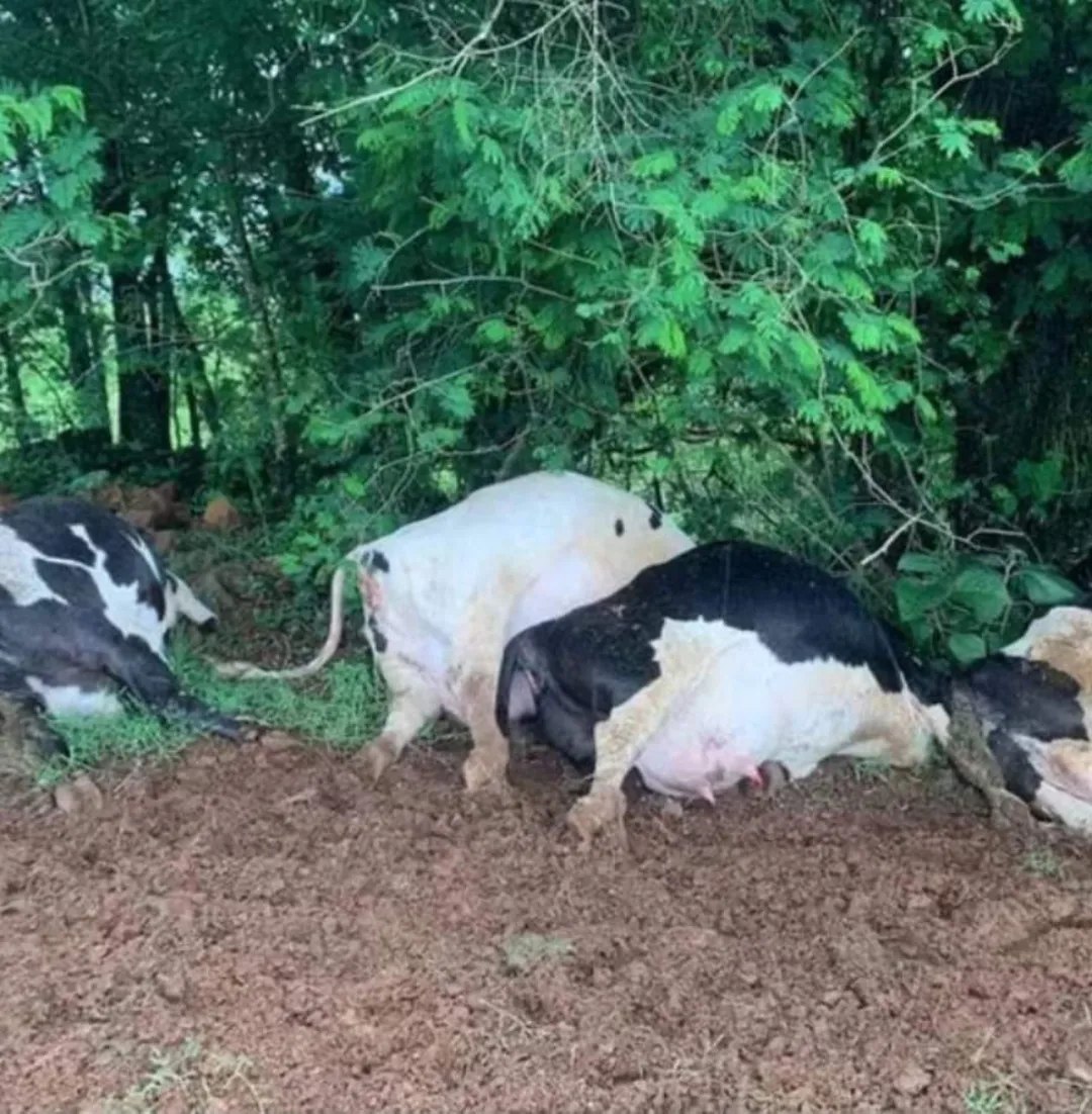 Raio mata sete vacas em propriedade rural de SC