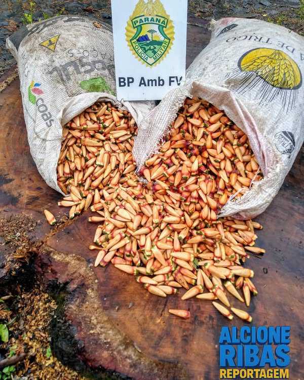 HOMEM É AUTUADO PELA POLÍCIA MILITAR AMBIENTAL POR TRANSPORTE IRREGULAR DE PINHÃO EM GUARAPUAVA-PR